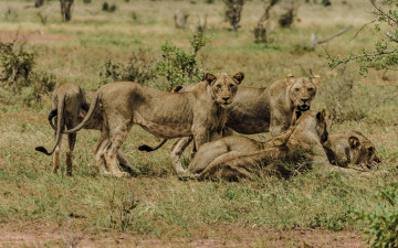 Картинка животные львы прайд львицы саванна кения