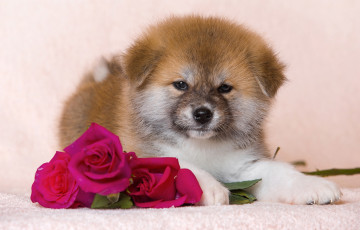 Картинка животные собаки розы щенок