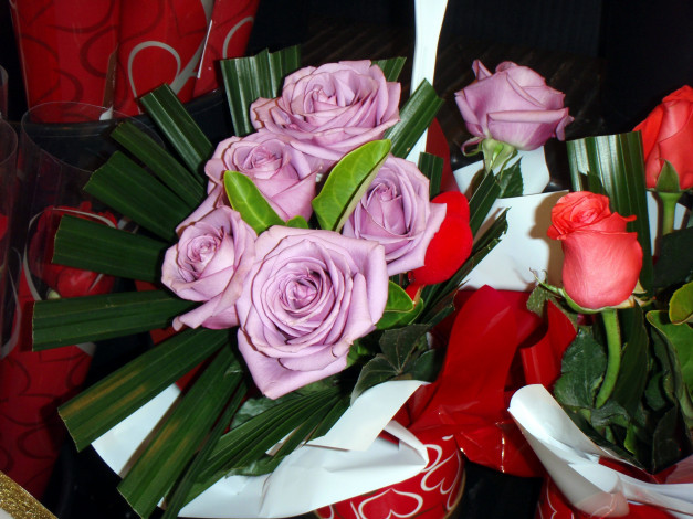 Обои картинки фото цветы, розы, сиреневый