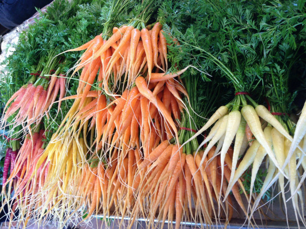 Обои картинки фото еда, морковь, разноцветная, пучки