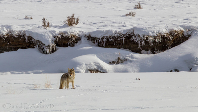 Обои картинки фото животные, волки,  койоты,  шакалы, койот, луговой, волк