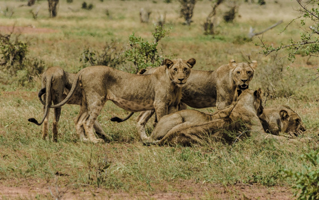 Обои картинки фото животные, львы, прайд, львицы, саванна, кения
