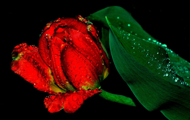Обои картинки фото цветы, тюльпаны, красный, тюльпан
