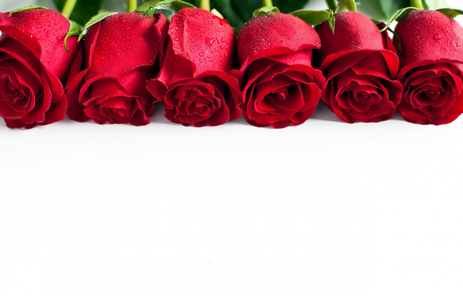 Обои картинки фото цветы, розы, алый, бутоны