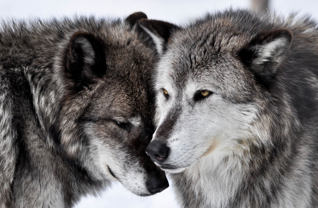 Обои картинки фото животные, волки,  койоты,  шакалы, чувства