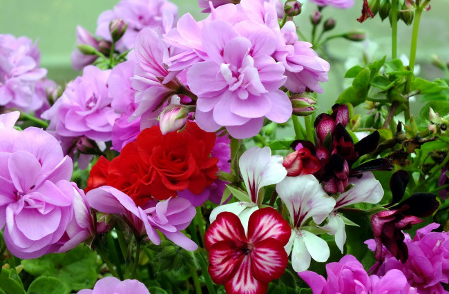 Обои картинки фото цветы, герань, пестрый, красный, розовый