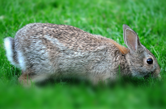 Обои картинки фото животные, кролики,  зайцы, трава, кролик