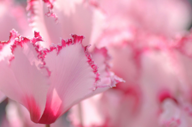 Обои картинки фото цветы, цикламены, розовый