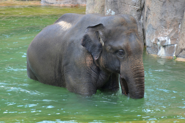 Обои картинки фото животные, слоны, купание, слон, река