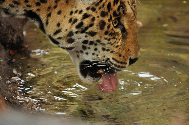 Обои картинки фото животные, Ягуары, профиль, водопой, вода, морда, язык, кошка