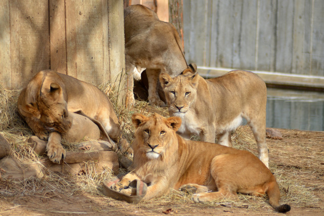 Обои картинки фото животные, львы, вольер, львица, малыши