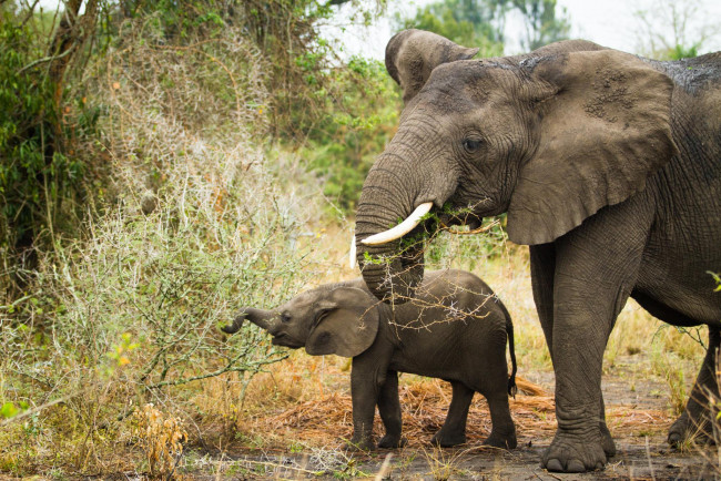 Обои картинки фото животные, слоны, малыш, слониха, джунгли