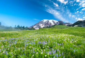 Картинка природа луга трава горы цветы