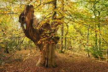 Картинка природа деревья дерево лес осень