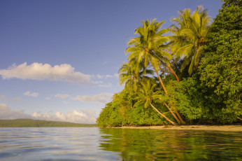 Картинка природа тропики пальмы берег острова