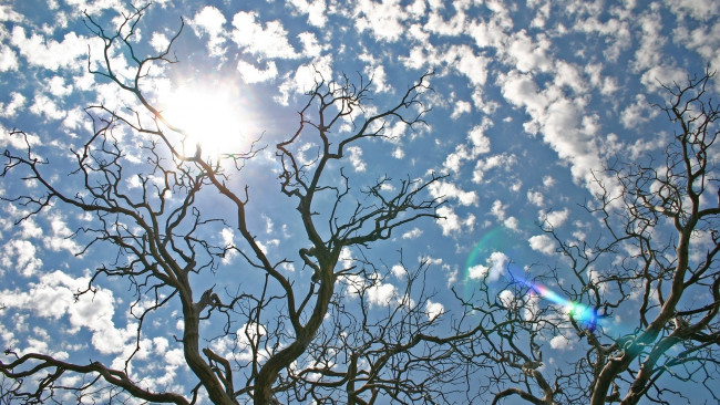 Обои картинки фото природа, деревья, ветки, дерево, небо, блики, облака