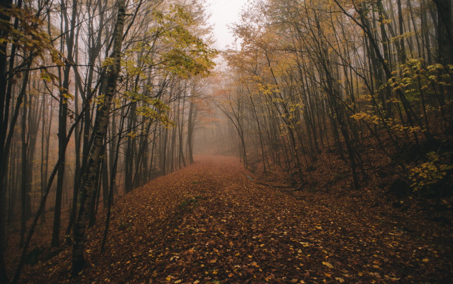 Обои картинки фото природа, дороги, fog, chasingfog, forest, fall