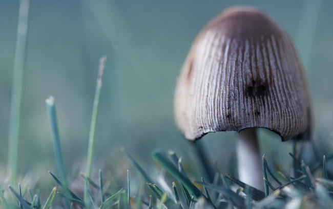 Обои картинки фото природа, грибы, трава, поганка, гриб