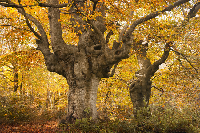 Обои картинки фото природа, деревья, осень, лес, дерево