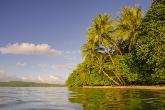 Обои картинки фото природа, тропики, пальмы, берег, острова