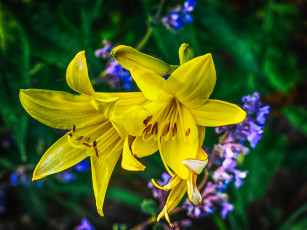 Картинка цветы лилии +лилейники флора