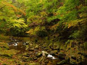 Картинка природа реки озера ручей камни осень заросли деревья лес