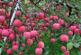 Картинка природа плоды роса вода осень капли яблоки сад урожай