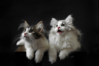 Картинка животные коты киса