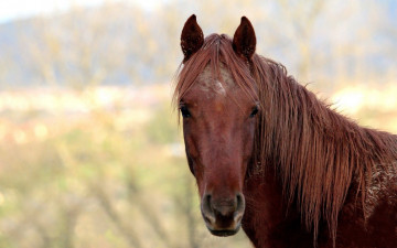 Картинка животные лошади лошадь бурый конь