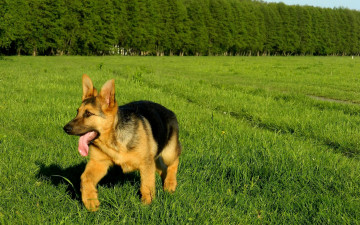 Картинка животные собаки трава собака овчарка язык деревья лужайка
