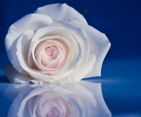 Обои картинки фото цветы, розы, роза, бутон, лепестки, отражение, нежность