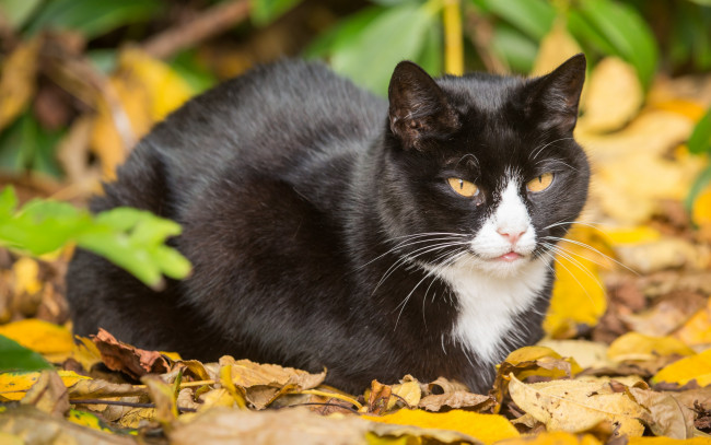 Обои картинки фото животные, коты, кошка, листва, кот, осень, листья