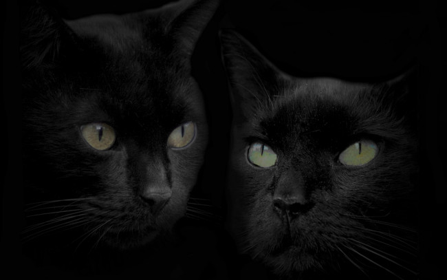 Обои картинки фото животные, коты, зеркало, отражение, голова, черный, кот, кошка