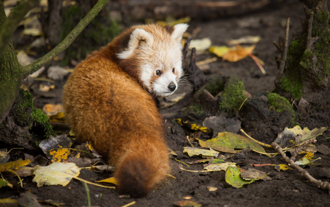Обои картинки фото животные, панды, взгляд, листья, малая, панда, firefox, красная