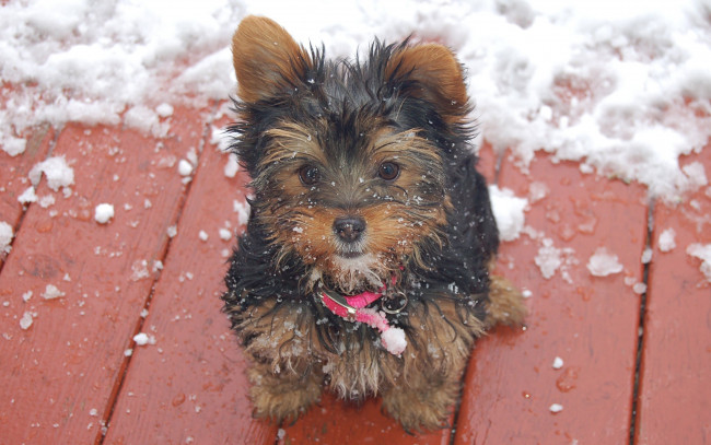 Обои картинки фото животные, собаки, зима, снег, ошейник, пес, собака
