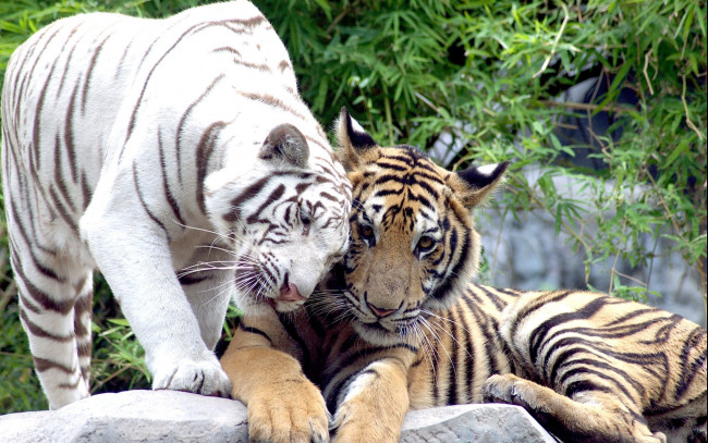 Обои картинки фото животные, тигры, рыжий, камни, деревья, ласка, белый, хищники