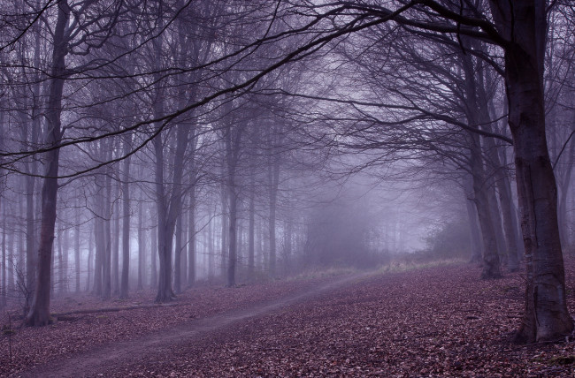 Обои картинки фото природа, дороги, туман, лес