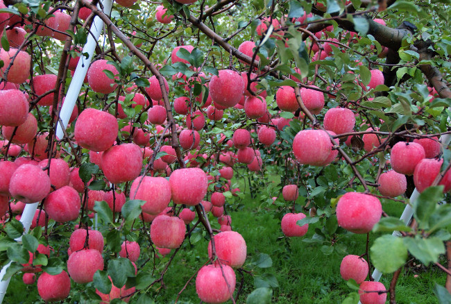 Обои картинки фото природа, плоды, роса, вода, осень, капли, яблоки, сад, урожай
