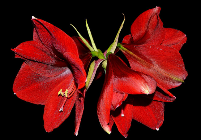 Обои картинки фото цветы, амариллисы,  гиппеаструмы, флора