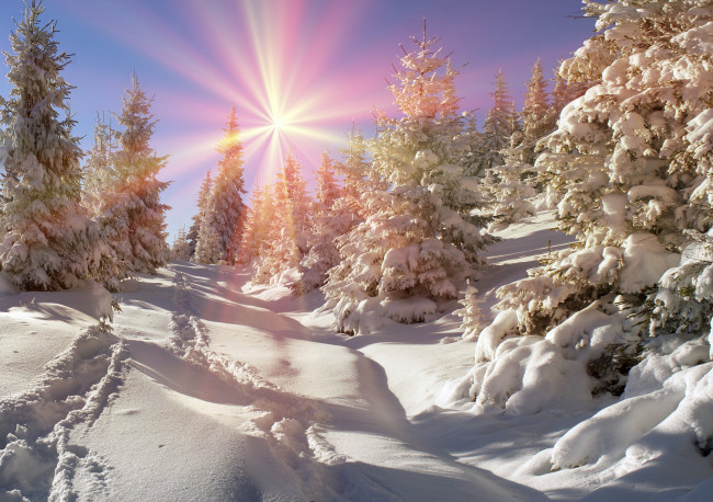 Обои картинки фото природа, зима, елка, лес, nature, snow, winter, солнце, снег