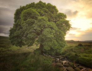 Картинка природа деревья дерево ручей закат