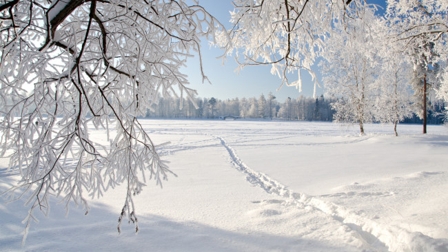 Обои картинки фото природа, зима, следы, мост, деревья, снег, ветки