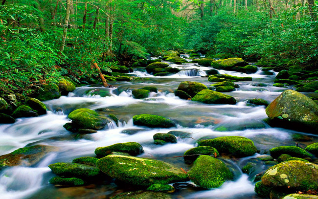 Обои картинки фото природа, реки, озера, горная, река, riverbed, рок, зеленый, мох, лес, густая, растительность