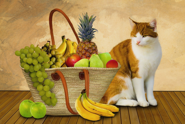 Обои картинки фото разное, компьютерный дизайн, кошка, фрукты, корзина