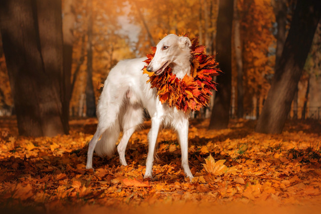 Обои картинки фото животные, собаки, собака, парк, природа, деревья, листья, осень