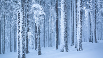 Картинка природа лес зима красота снежные деревья снег