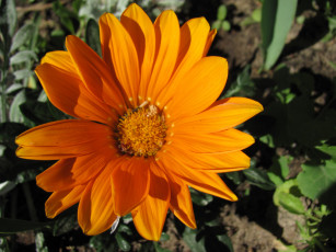 Картинка цветы газания оранжевая макро