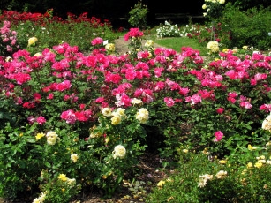 Картинка цветы розы розарий разноцветные