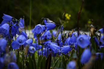 Картинка цветы колокольчики синие
