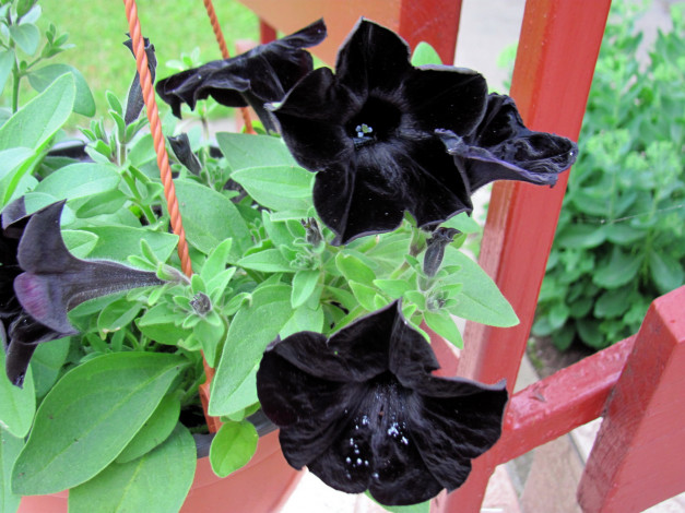 Обои картинки фото цветы, петунии,  калибрахоа, черная, петуния, куст